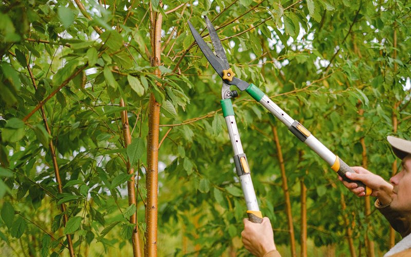 Tree trimming in Hockessin, DE